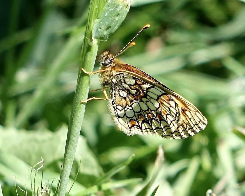 heath fritillary